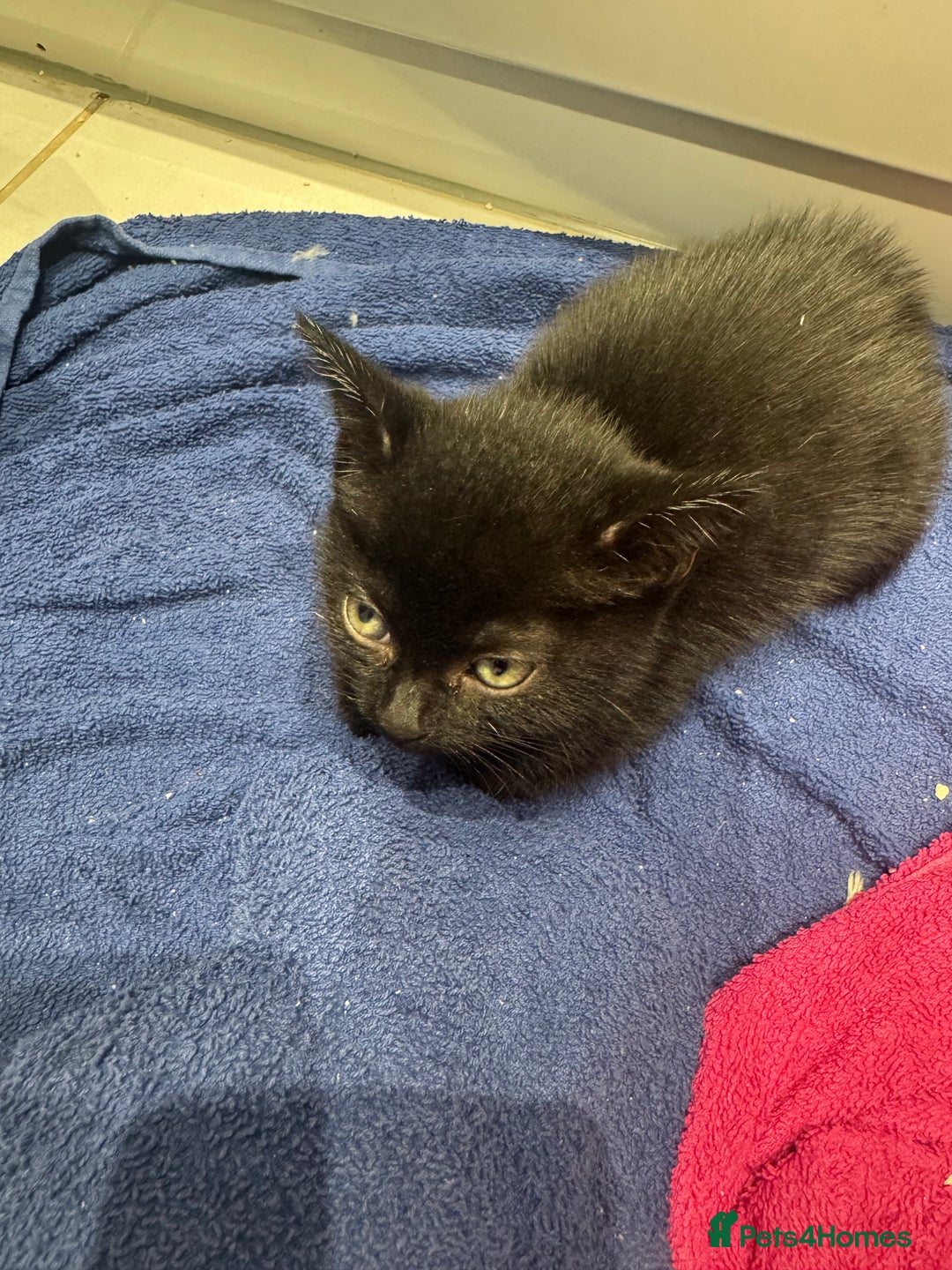Mixed Breed cats for sale: Tuxedo Kittens  - Image 8