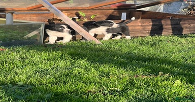 Border Collie dogs Sheepdog puppies - Advert 4