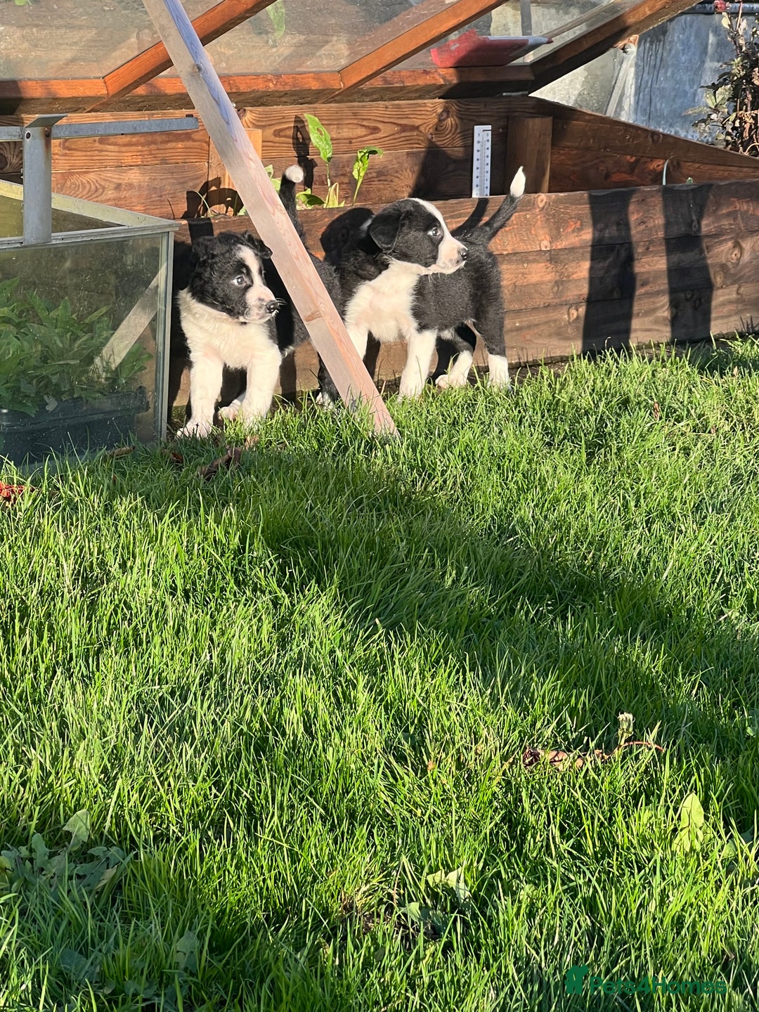 Border Collie dogs for sale: Sheepdog puppies - Advert 3