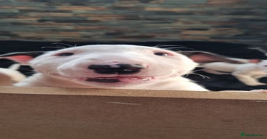 English Bull Terrier dogs - Advert 3