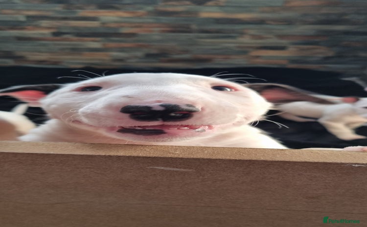 English Bull Terrier dogs - Advert 1