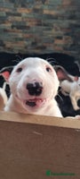 English Bull Terrier dogs - Advert 3