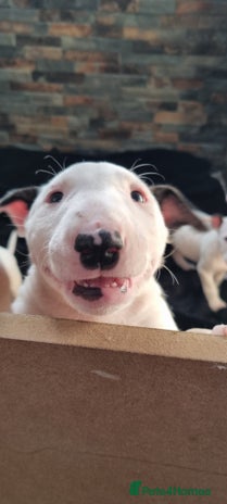English Bull Terrier dogs - Advert 1