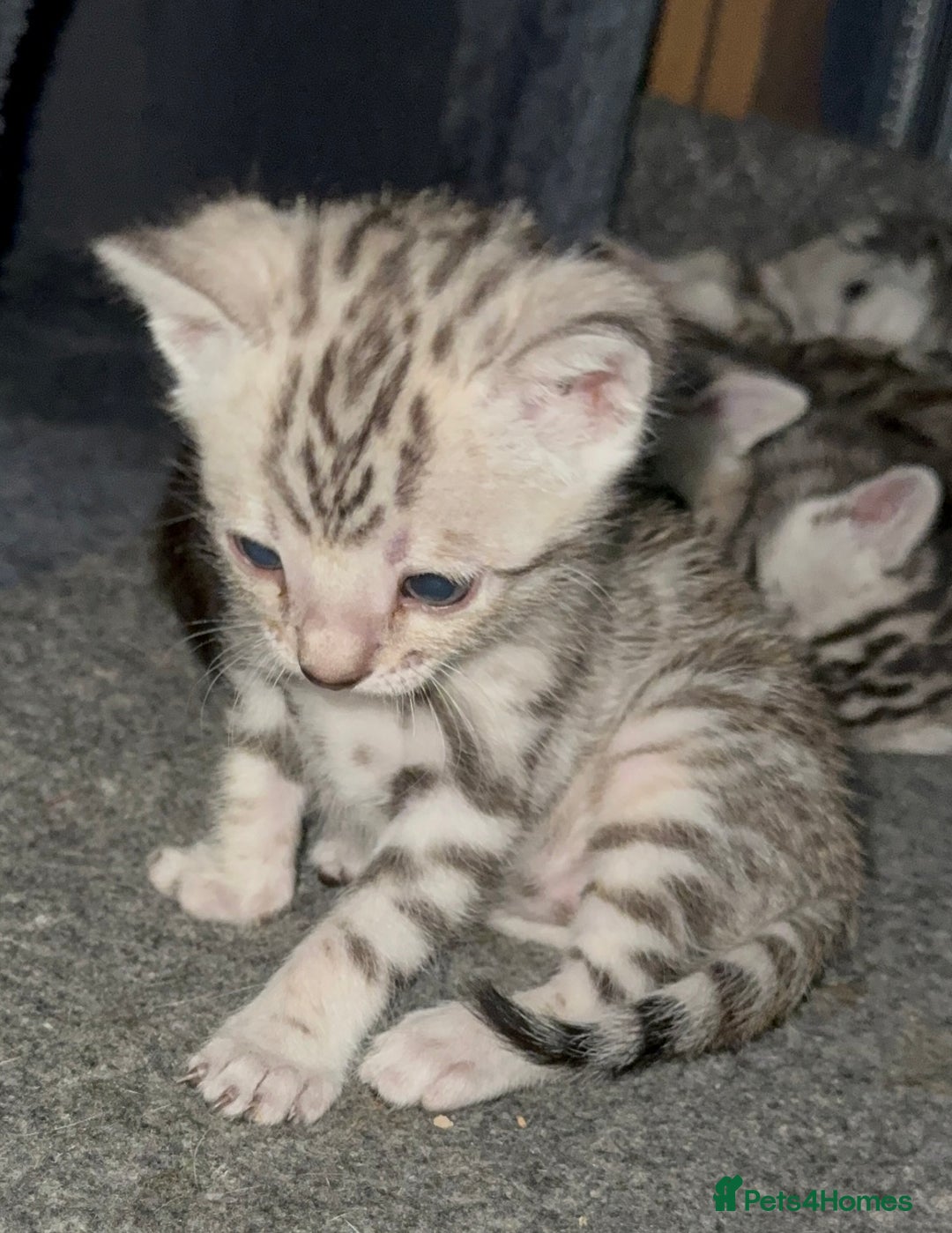 Bengal cats for sale: Ready mid March. Stunning TICA-registered Bengals  - Advert 20