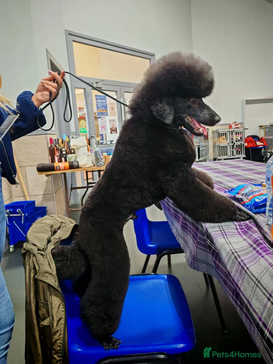 Miniature Poodle dogs for sale: KC Reg Apricot Miniature Poodle - Advert 11