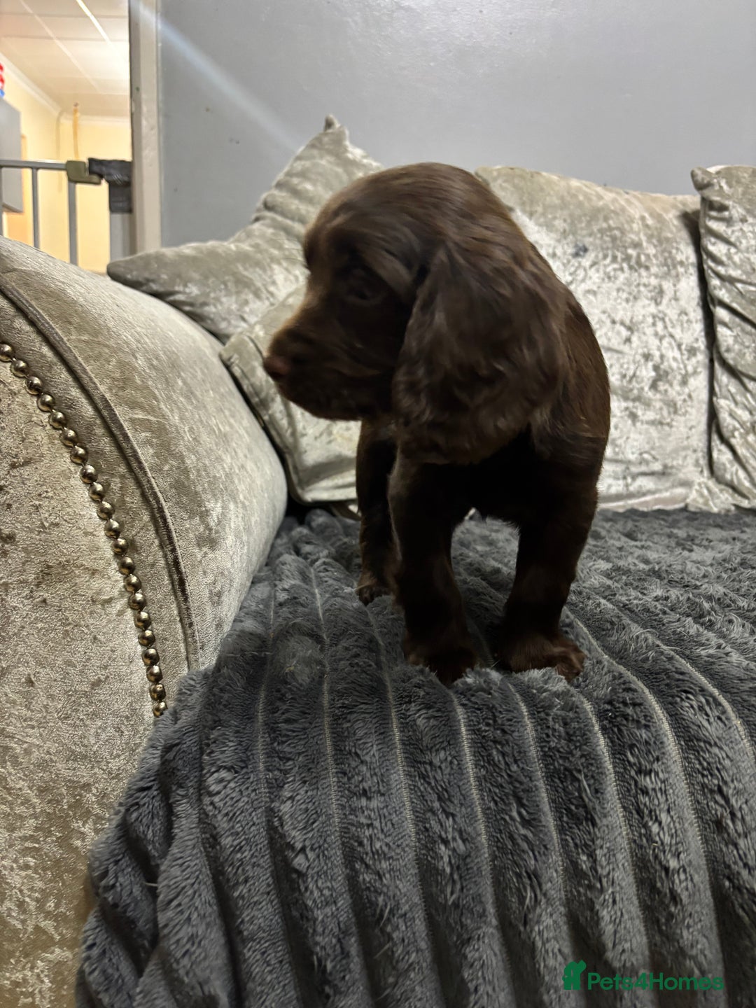 Cocker Spaniel dogs for sale: 4 Beautiful Female Cocker Spaniel Pups For Sale - Advert 3