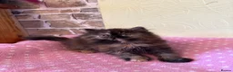 Persian cats for sale: 💕 Beautiful Kittens 💕 - Advert 9
