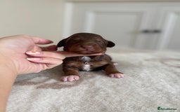 Bordoodle dogs for sale: OUTSTANDING *TRI COLOUR* MINIATURE BORDOODLES - Image 37