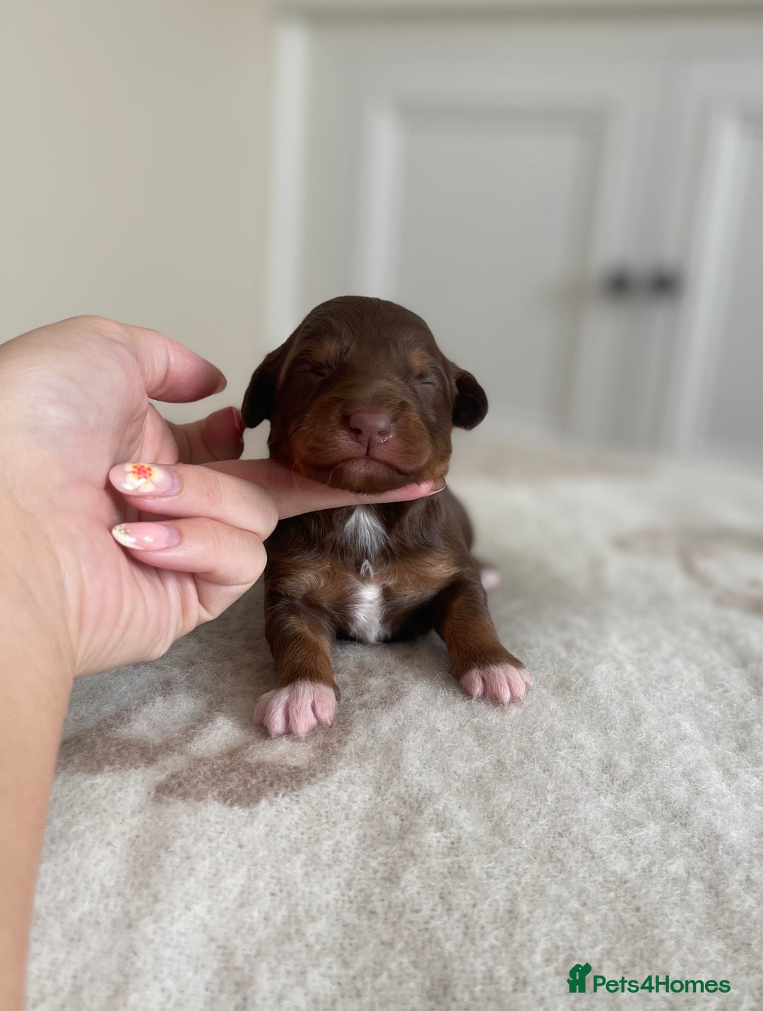 Bordoodle dogs for sale: OUTSTANDING *TRI COLOUR* MINIATURE BORDOODLES - Image 37