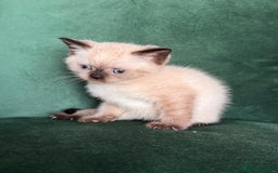 British Shorthair cats for sale: 2 beautiful BritishShorthair Colourpointed❤️‍🔥💝  - Image 4