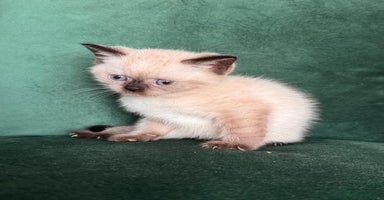 British Shorthair cats - Advert 4