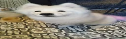 Samoyed dogs for sale: Samoyed puppy for rehoming - Advert 10