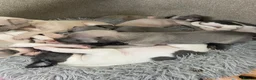 Whippet dogs for sale: Whippet Puppies for sale  - Advert 12
