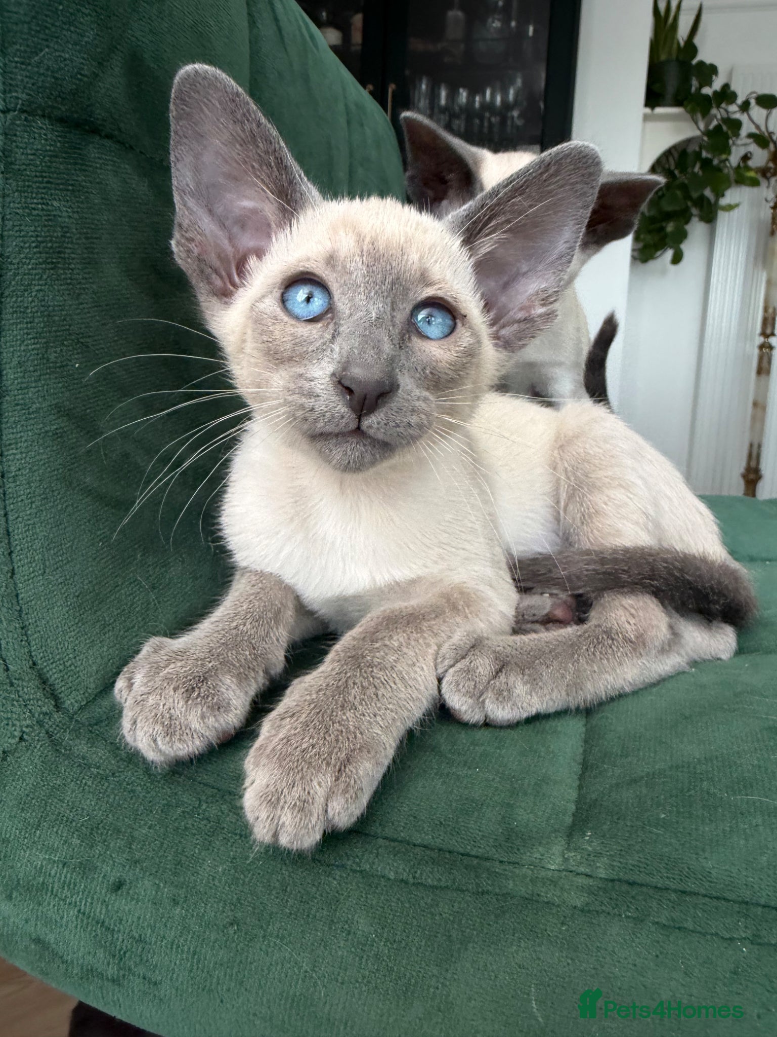Siamese cats Last girl available-Pedigree GCCF Registered - Advert 13