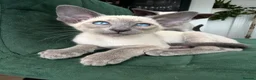 Siamese cats for sale: All reserved -Pedigree GCCF Registered - Advert 2