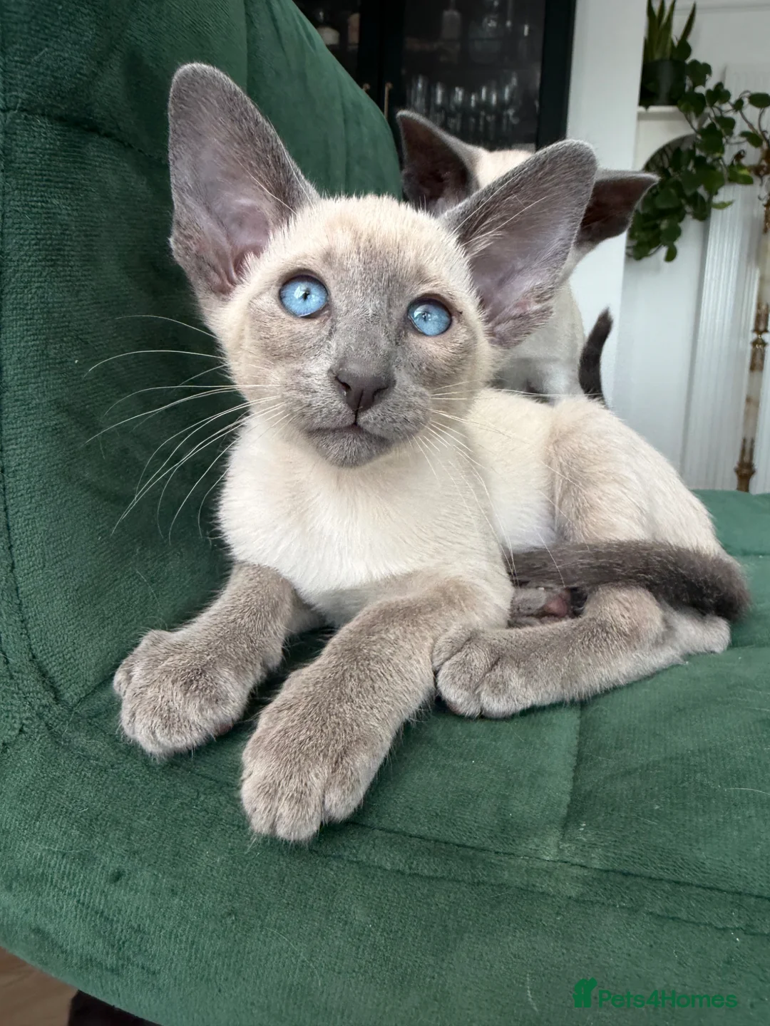Siamese cats for sale: All reserved -Pedigree GCCF Registered - Advert 2