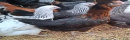 Chickens poultry for sale: Coloured hybrids pullets all female  - Advert 2