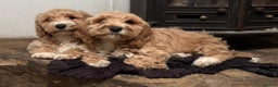 Australian Labradoodle dogs for sale: Australian Labradoodles for Sale - Advert 14