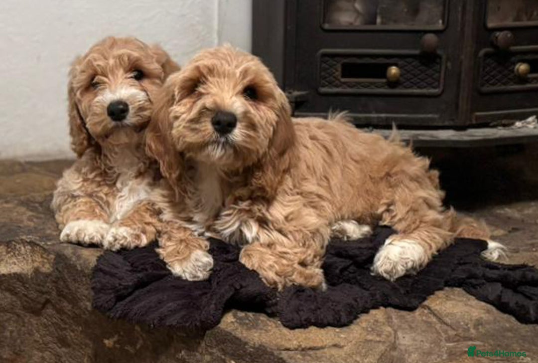 Australian Labradoodle dogs for sale: Australian Labradoodles for Sale - Advert 14