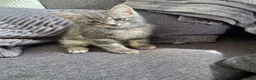 Mixed Breed cats for sale: Tabby kittens  - Advert 2