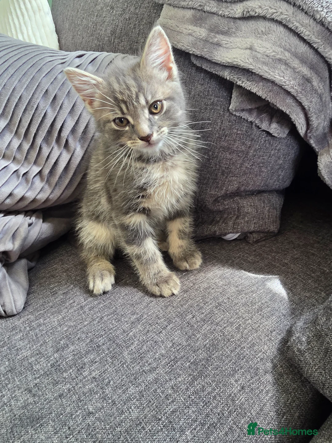 Mixed Breed cats for sale: Tabby kittens  - Advert 2