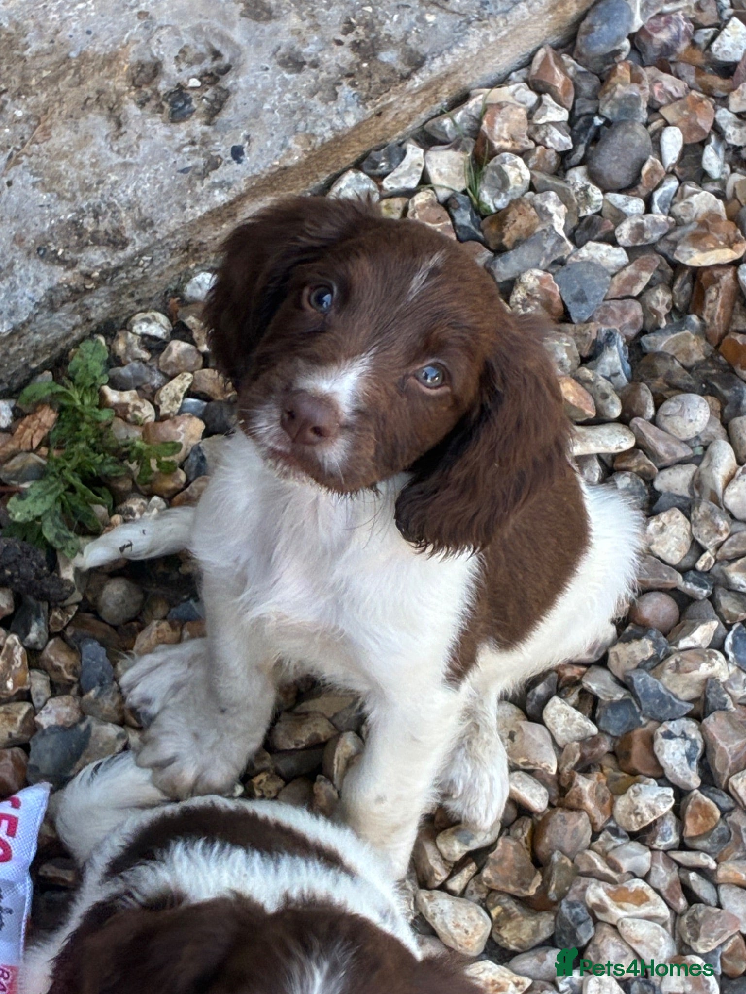 English Springer Spaniel dogs Beautiful springer spaniel puppies  - Advert 1