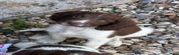 English Springer Spaniel dogs for sale: Beautiful springer spaniel puppies  - Advert 8