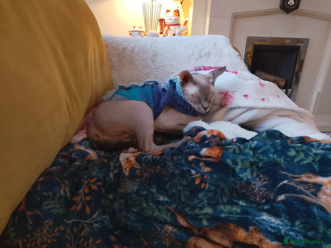 Sphynx cats for sale: Male sphynx for sale, needs a new loving home  - Advert 4