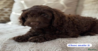Cockapoo dogs - Advert 16