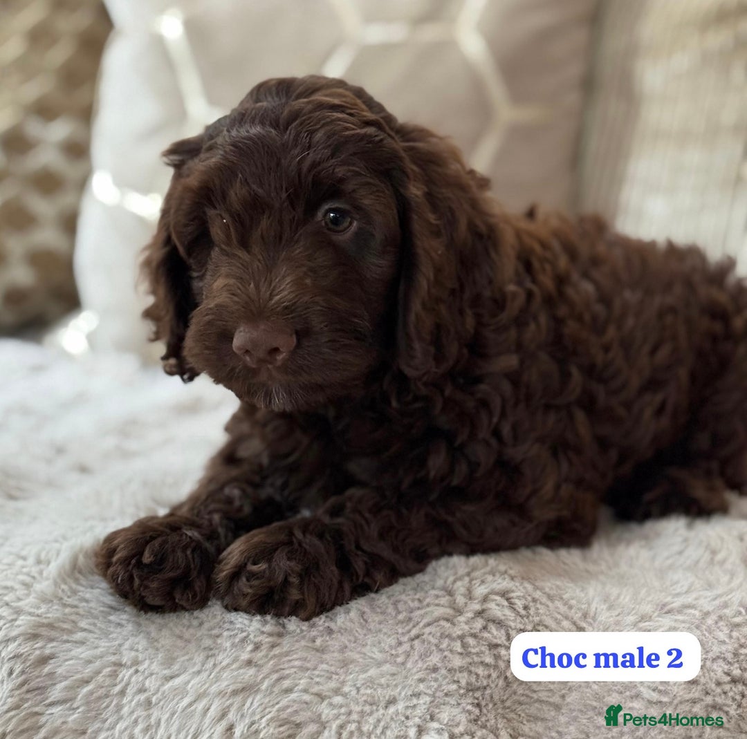 Cockapoo dogs for sale: ** CHOC F1 COCKAPOO PUPS ** - Image 6