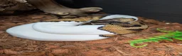 Python Snake reptiles for sale: Pied Royal/Ball Python - Advert 2
