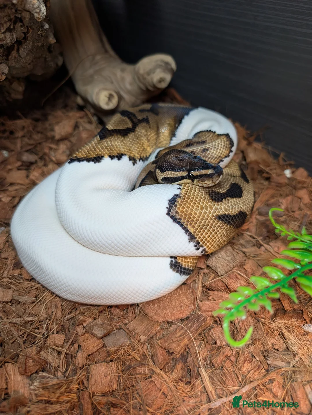 Python Snake reptiles for sale: Pied Royal/Ball Python - Advert 2