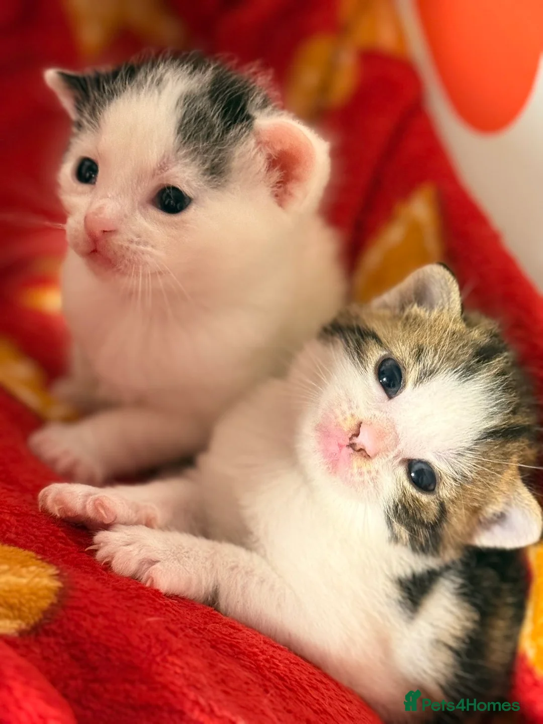 Mixed Breed cats for sale: Bengal x ragdoll kittens  - Advert 2