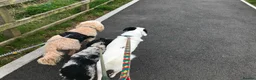 Mixed Breed dogs for adoption: Meet Missy, currently residing in Devon in Tiverton - Advert 8