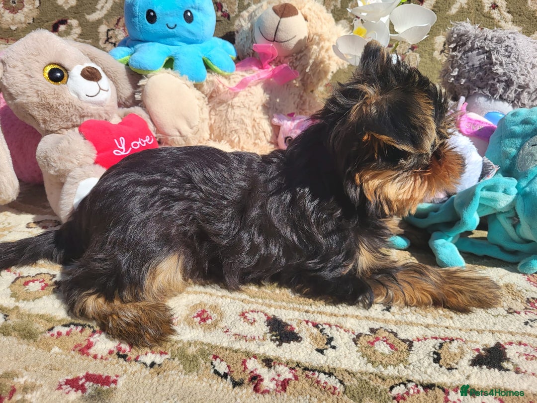 Yorkshire Terrier dogs for sale: Peace of Happiness!!! - Image 22