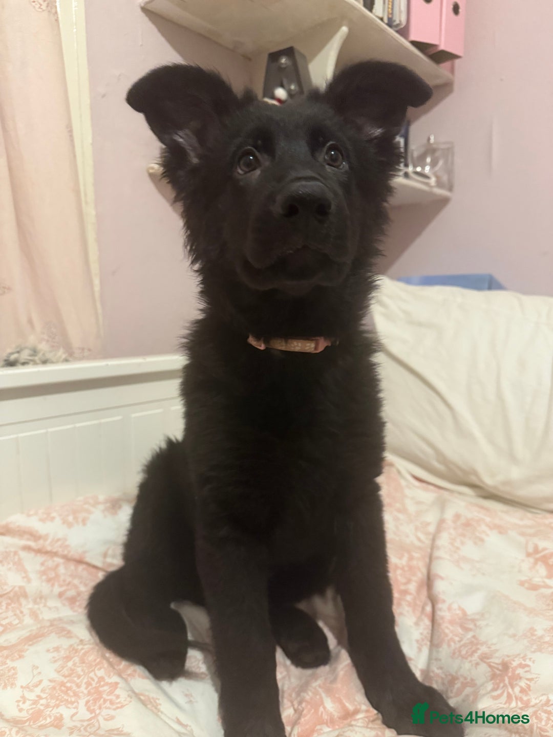 German Shepherd dogs for sale:  1 beautiful German Shepards left for sale! - Advert 4