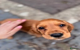 Cocker Spaniel dogs for sale: Working Coker spaniels  in Worcester - Image 13