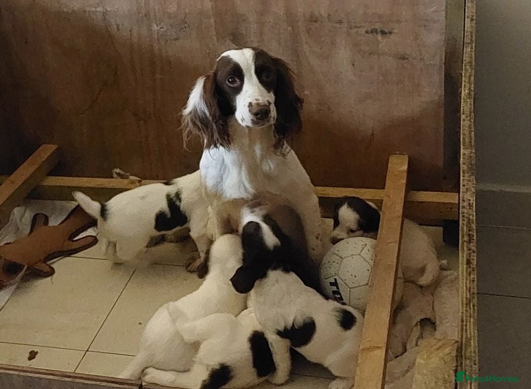 English Springer Spaniel dogs Springer spaniel pups  - Advert 6