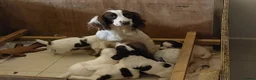 English Springer Spaniel dogs for sale: Springer spaniel pups  in Guildford - Advert 1