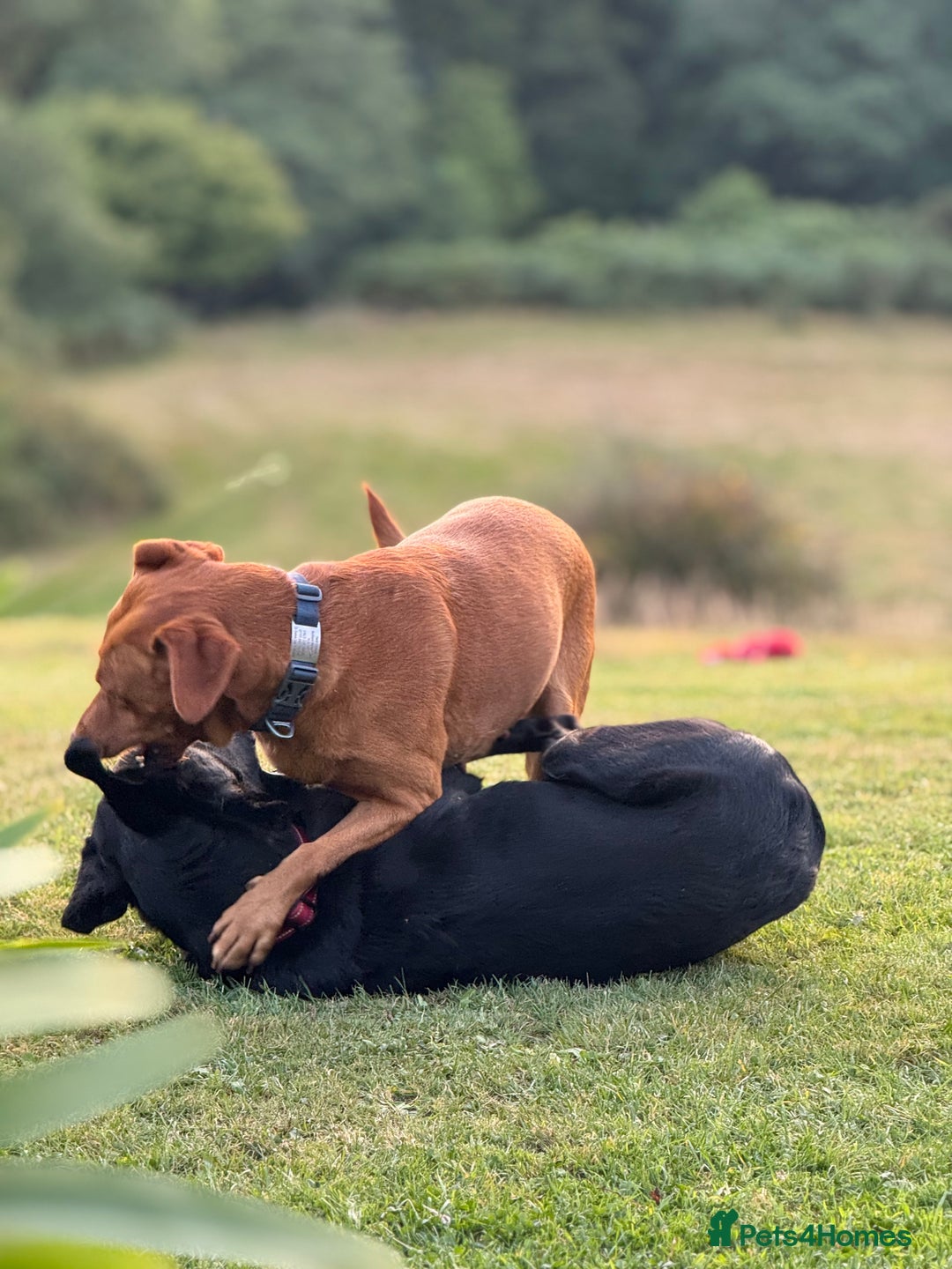 Labrador Retriever dogs for sale: Labrador Puppies  - Advert 8