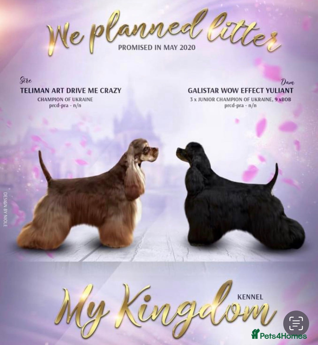 American Cocker Spaniel dogs for stud: Chocolate & Tan Proven KC American Cocker Stud in Doncaster - Image 5