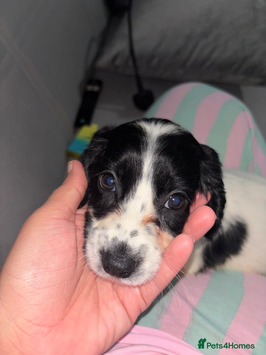Cocker Spaniel dogs for sale: Cocker spaniel - Image 3