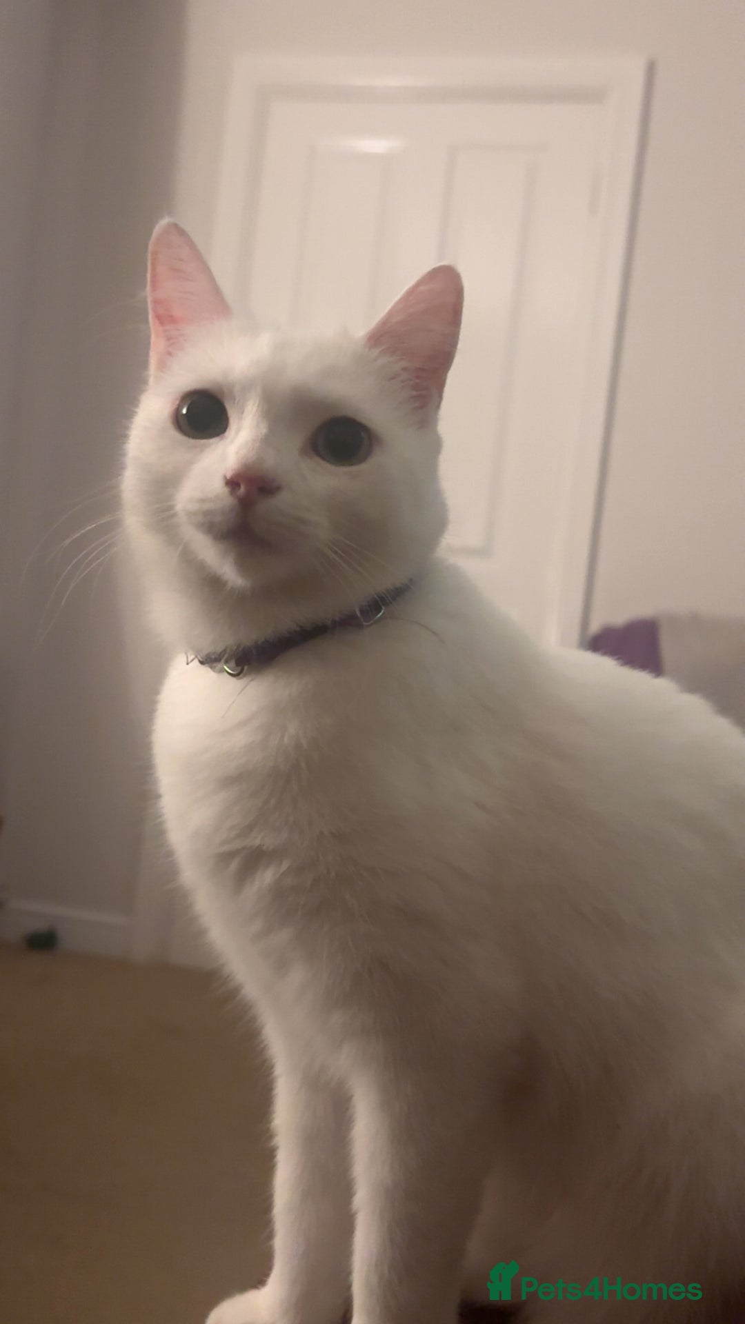 Mixed Breed cats for sale: 2 white female cats - Advert 8