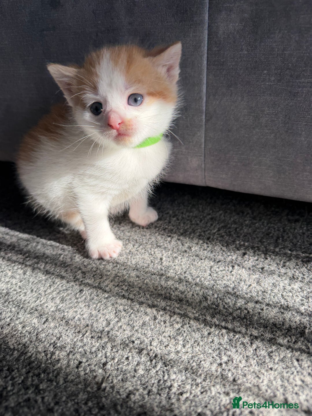 Domestic Shorthair cats for sale: Beautiful kittens 😍 - Image 10