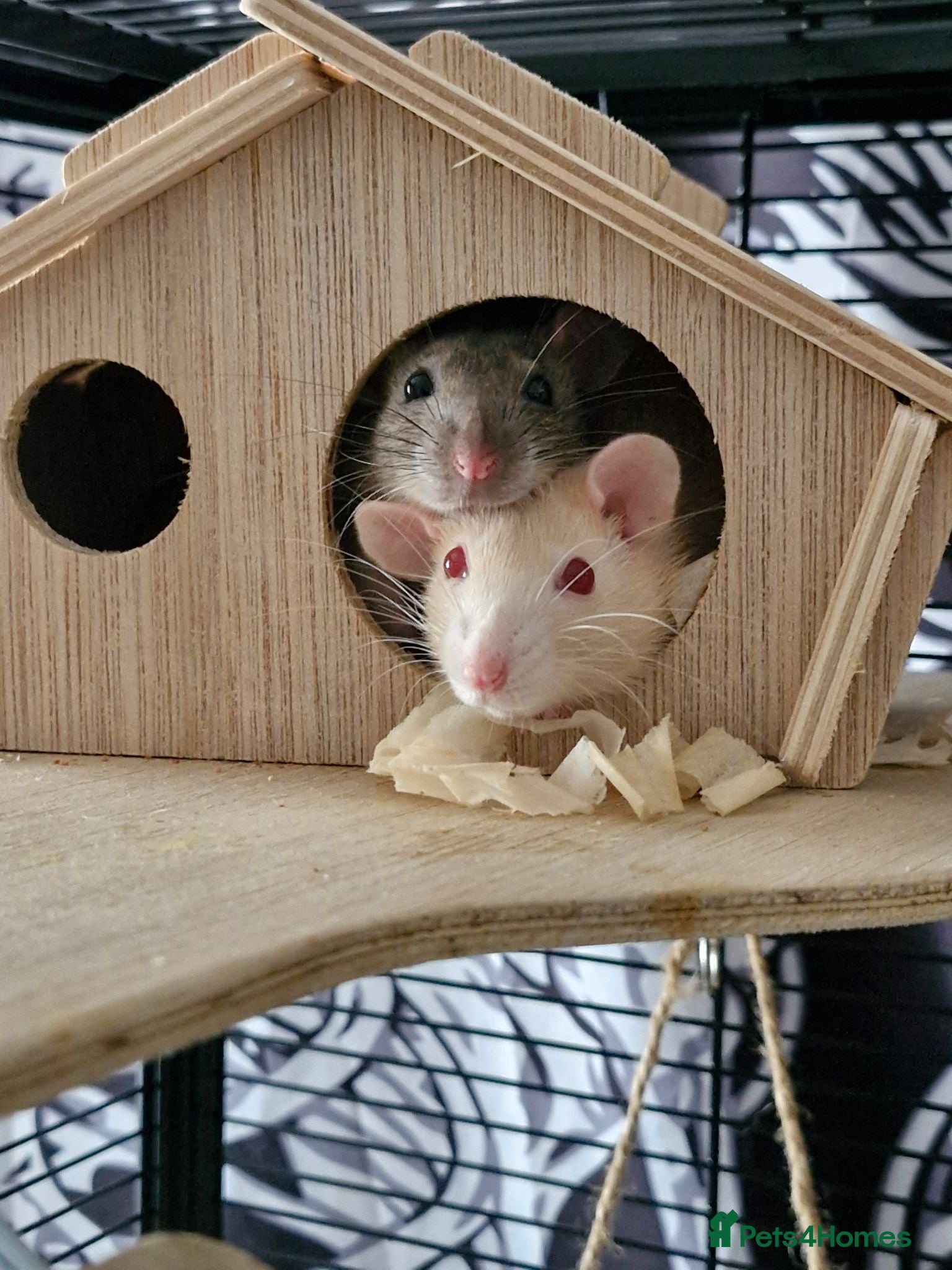 Rat rodents 2 female rats  - Advert 3