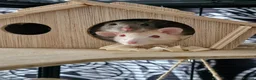 Rat rodents for sale: 2 female rats  - Advert 1