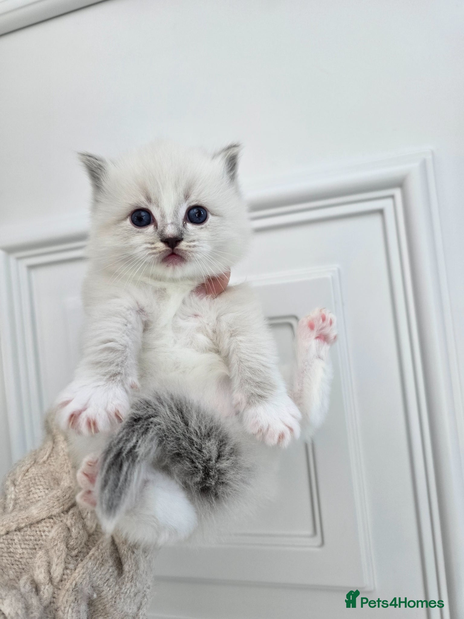 Ragdoll cats Stunning European bloodline kittens  - Advert 9