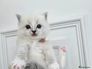 Ragdoll cats Stunning European bloodline kittens - Advert 9