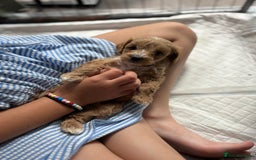 Maltipoo dogs for sale: Last boy left 💙💙 - Image 3