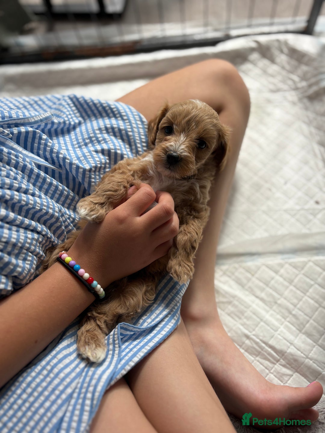 Maltipoo dogs for sale: Last boy left 💙💙 - Image 3